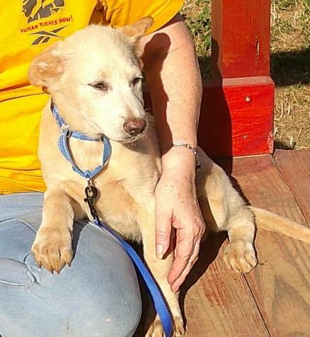 Enlarge KODIAK...Couch Potato, a ADOPTABLE mixed breed in Olympia, WA image 4/5