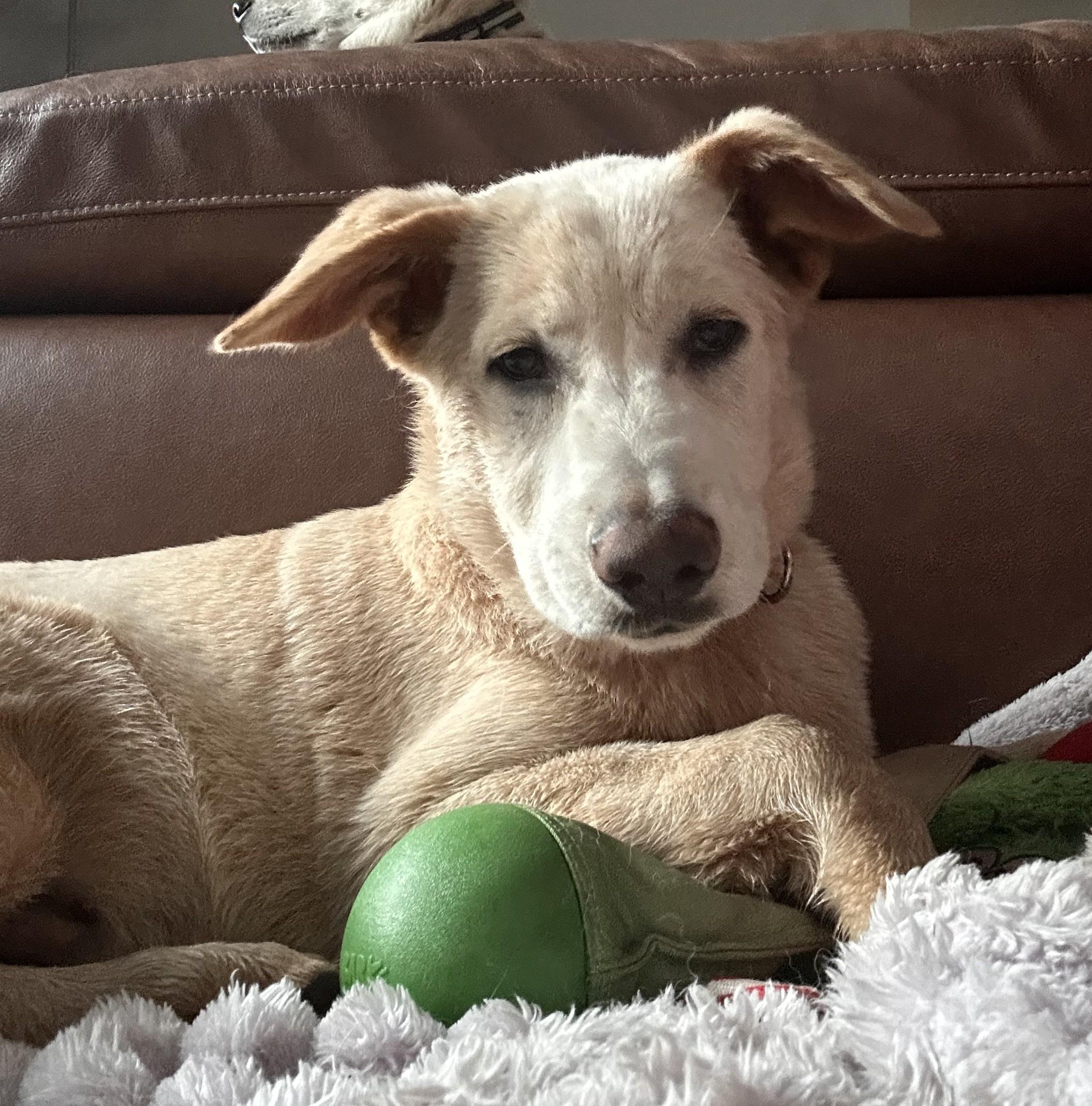 KODIAK...Couch Potato, ADOPTABLE, Puppy Male Shepherd & Australian Cattle Dog / Blue Heeler.
