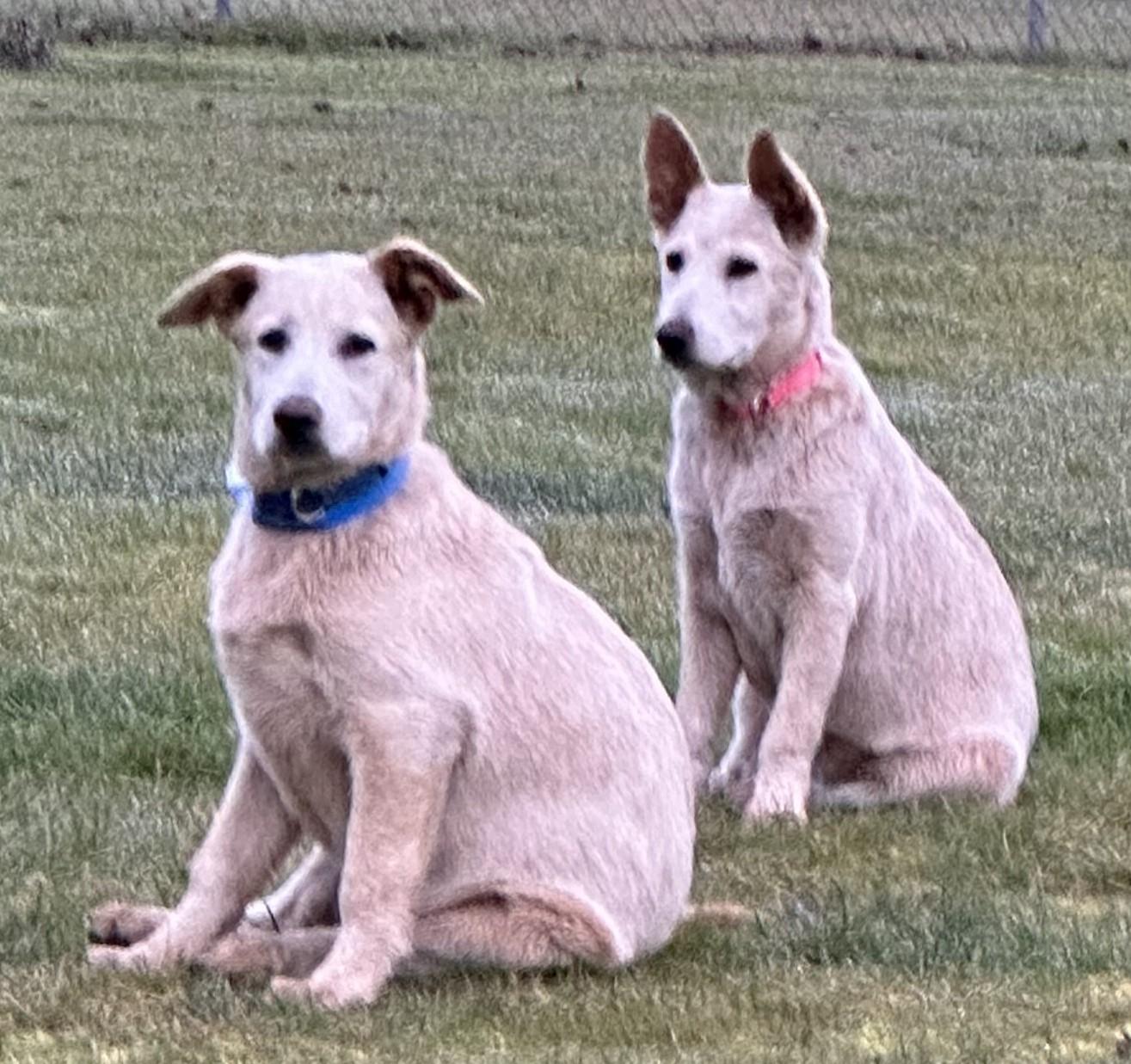 Enlarge KODIAK...Couch Potato, a ADOPTABLE mixed breed in Olympia, WA image 5/5