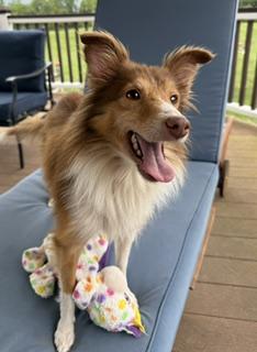 Mieko, adopted, Adult Male Shetland Sheepdog / Sheltie.