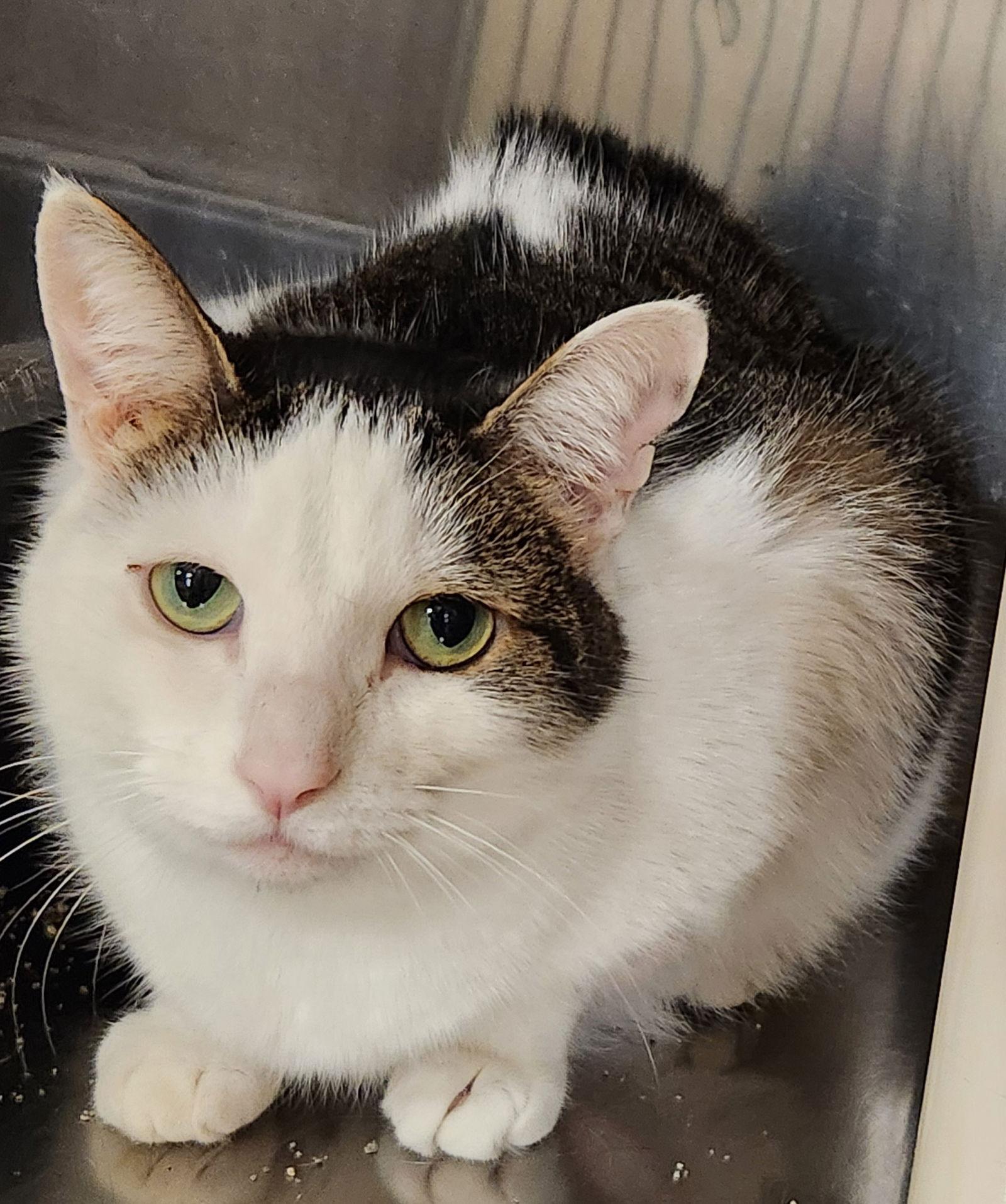 Cuddles, Adoptable, Adult Female Domestic Short Hair.