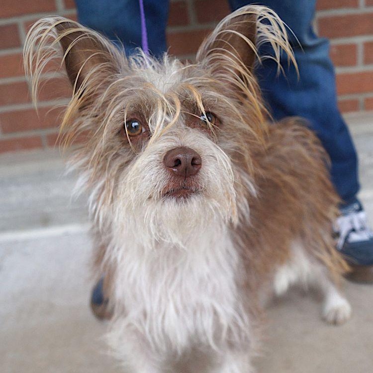 Scout, ADOPTABLE, Adult Male Cairn Terrier.