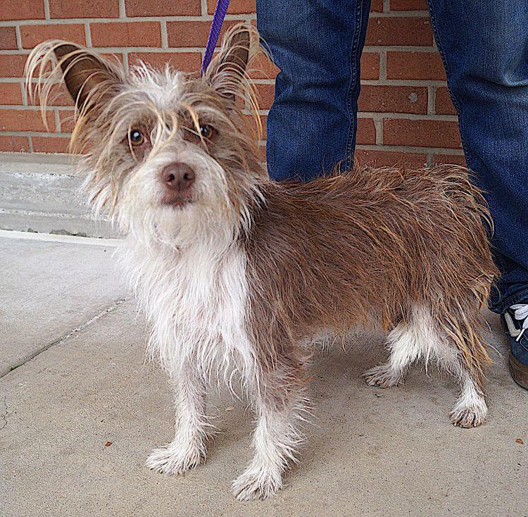 Enlarge Scout, a ADOPTABLE Cairn Terrier in Carrollton, TX image 2/2