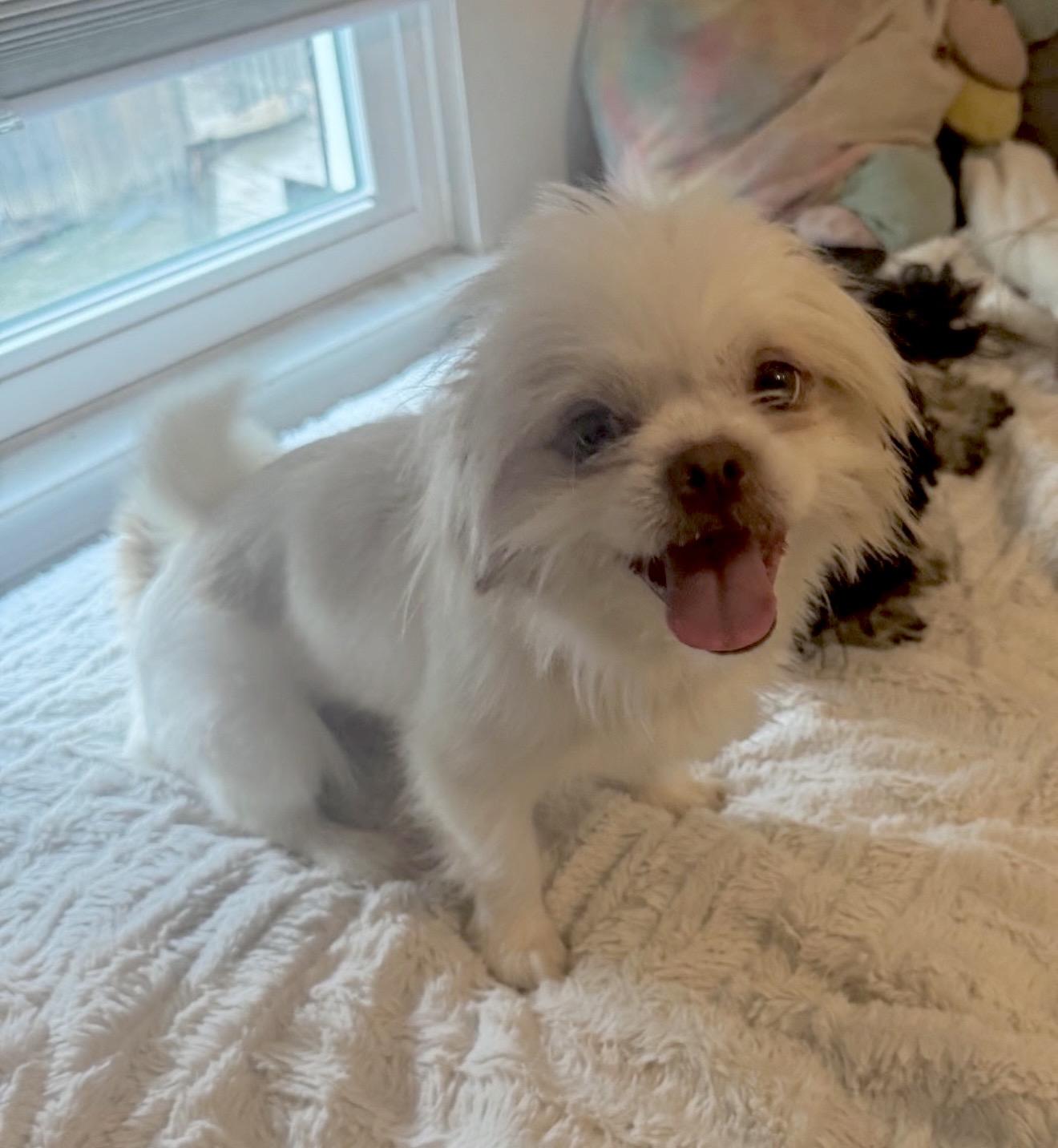 Cosmo, a ADOPTABLE mixed breed in Huntingtown, MD image 1/4