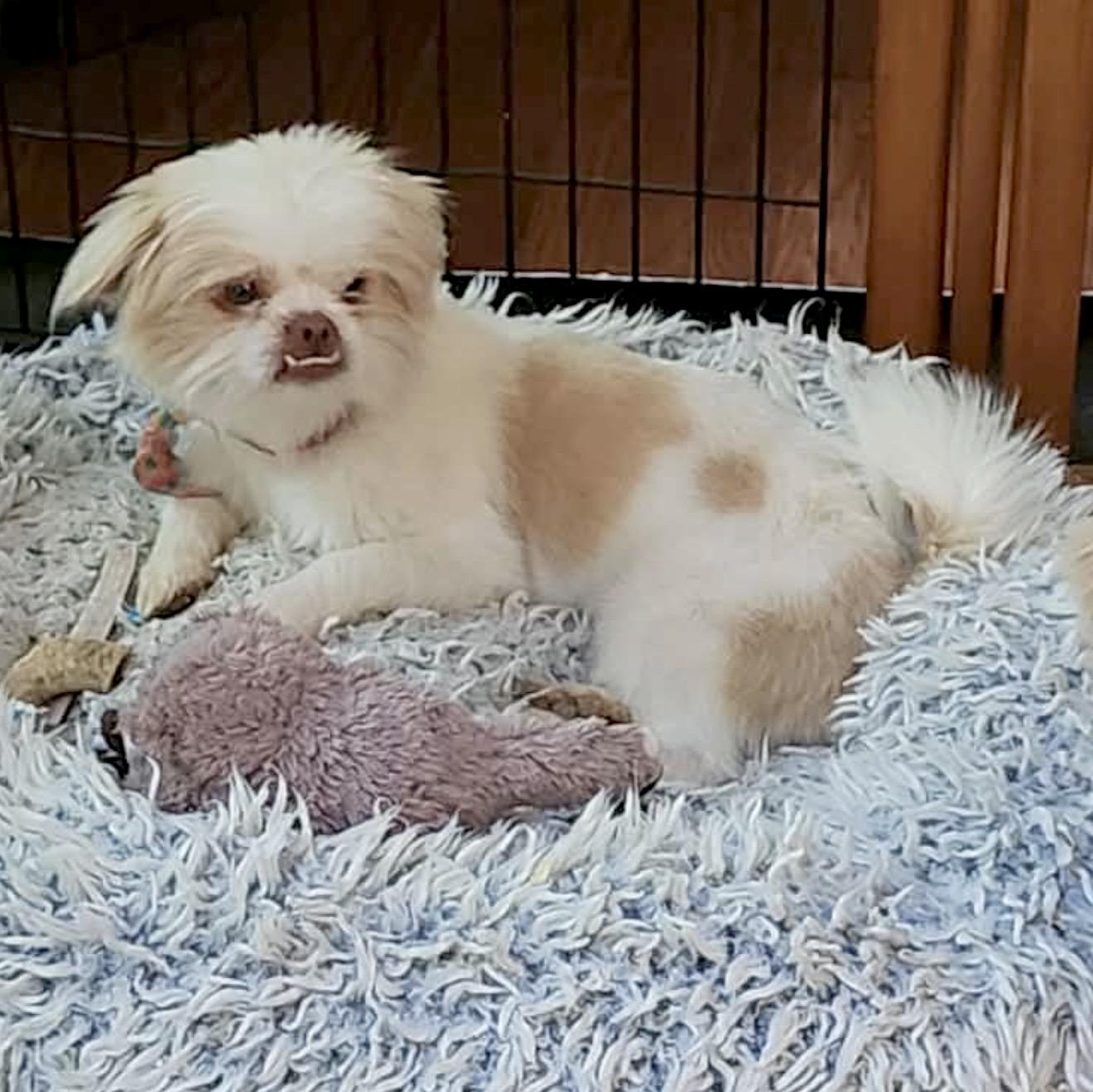 Cosmo, a ADOPTABLE mixed breed in Huntingtown, MD image 2/4
