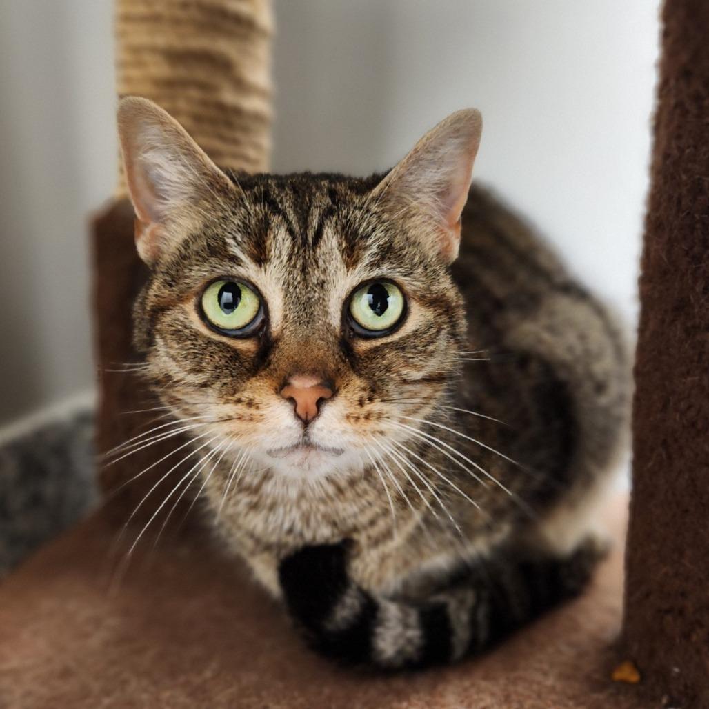 Melly, Adoptable, Senior Female Domestic Short Hair.
