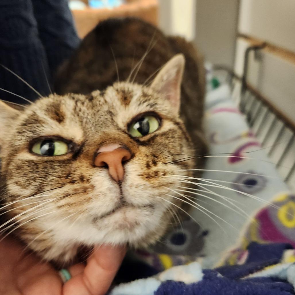 Enlarge Melly, a Adoptable Domestic Short Hair in Brookfield, WI image 1/3