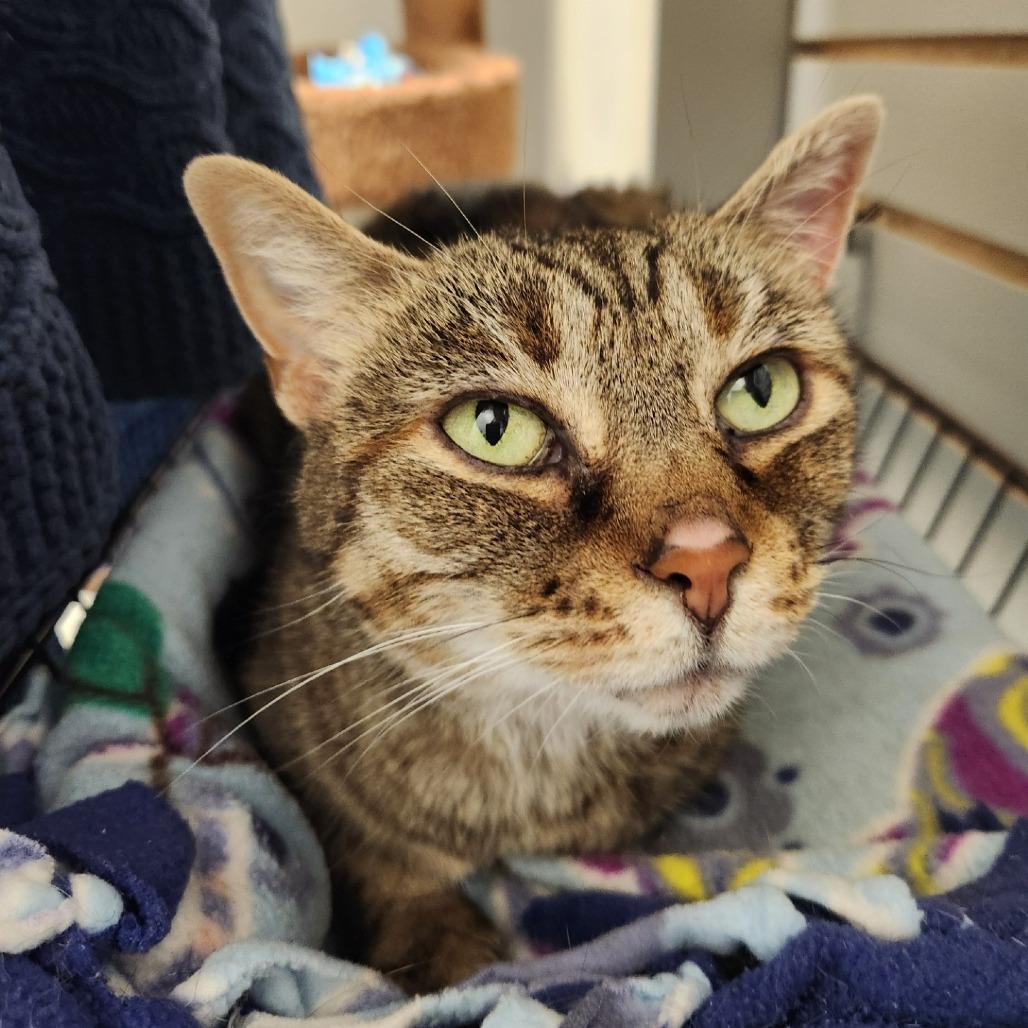 Enlarge Melly, a Adoptable Domestic Short Hair in Brookfield, WI image 2/3
