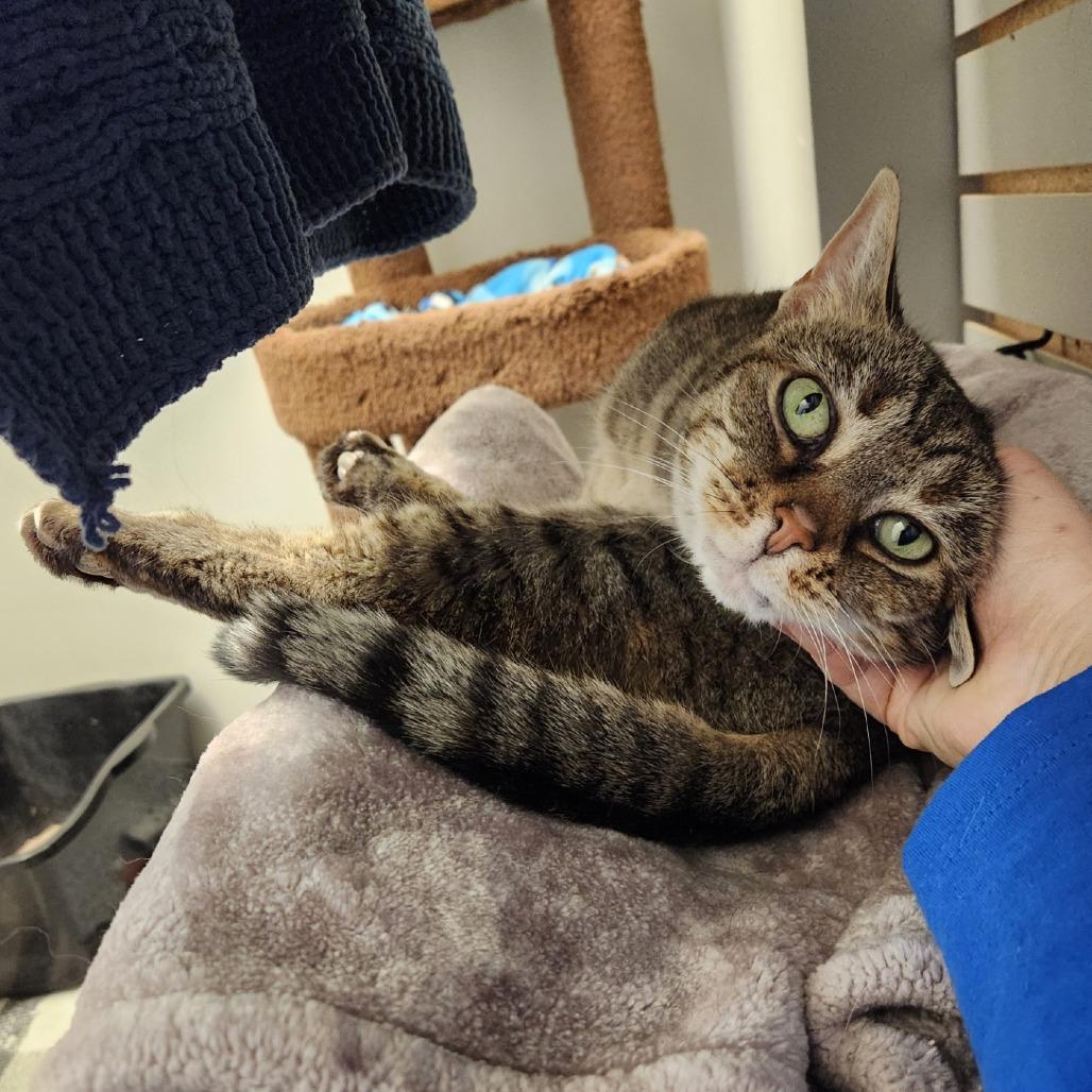 Enlarge Melly, a Adoptable Domestic Short Hair in Brookfield, WI image 3/3