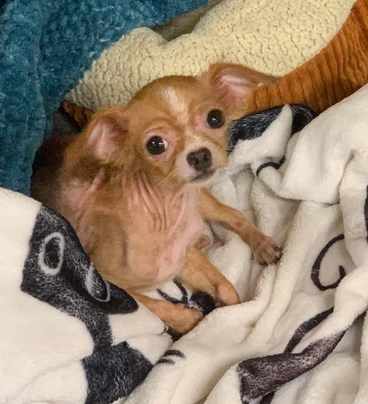 Zoey, Adopted, Adult Female Chihuahua.