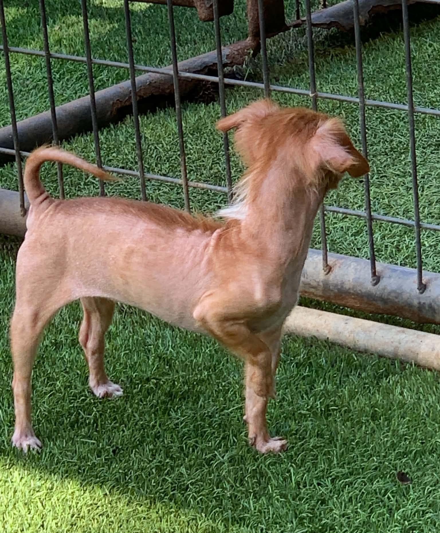 Enlarge Zoey, a Adopted Chihuahua in Blue Bell, PA image 2/2