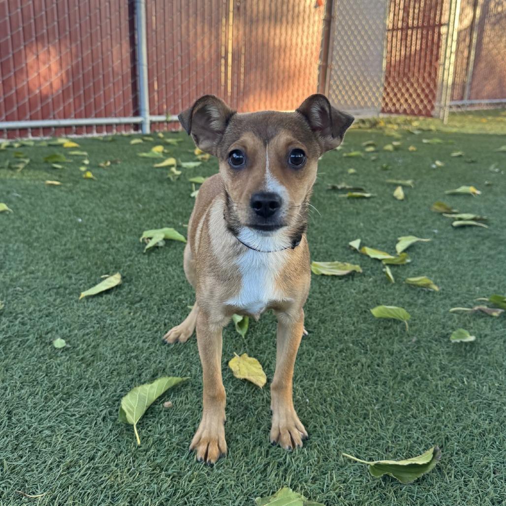 Kevin, Adoptable, Puppy Male Chihuahua.