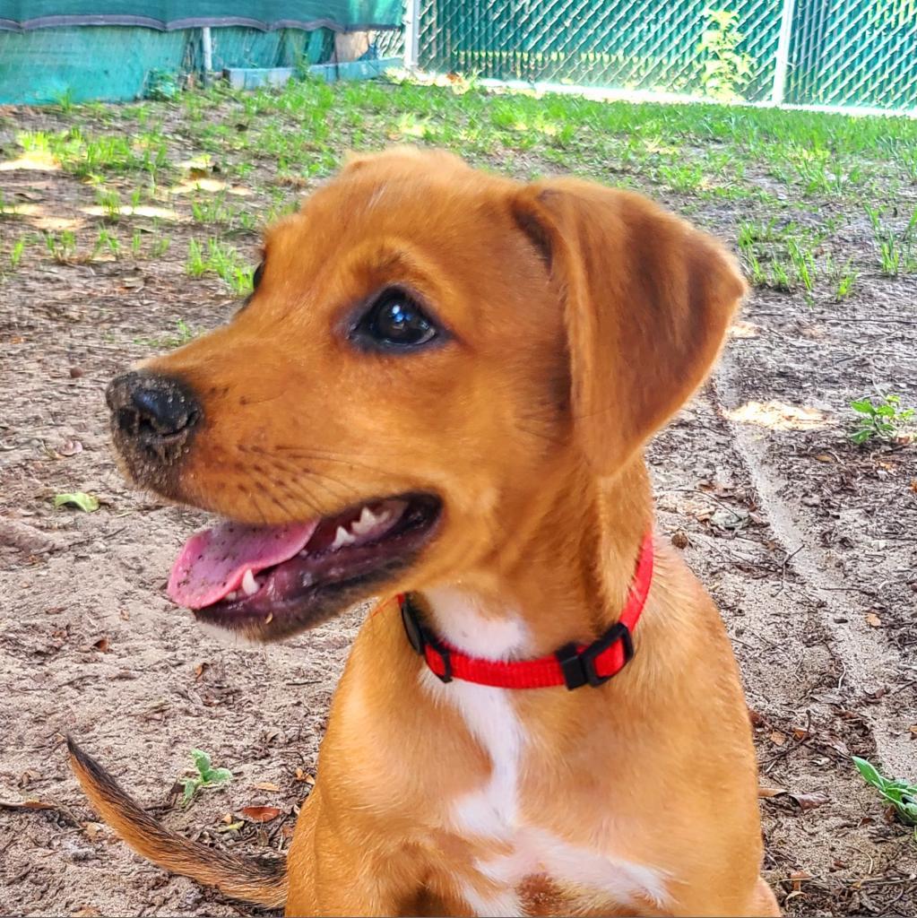 Enlarge Lokie, a Adoptable mixed breed in Lake Panasoffkee, FL image 1/6