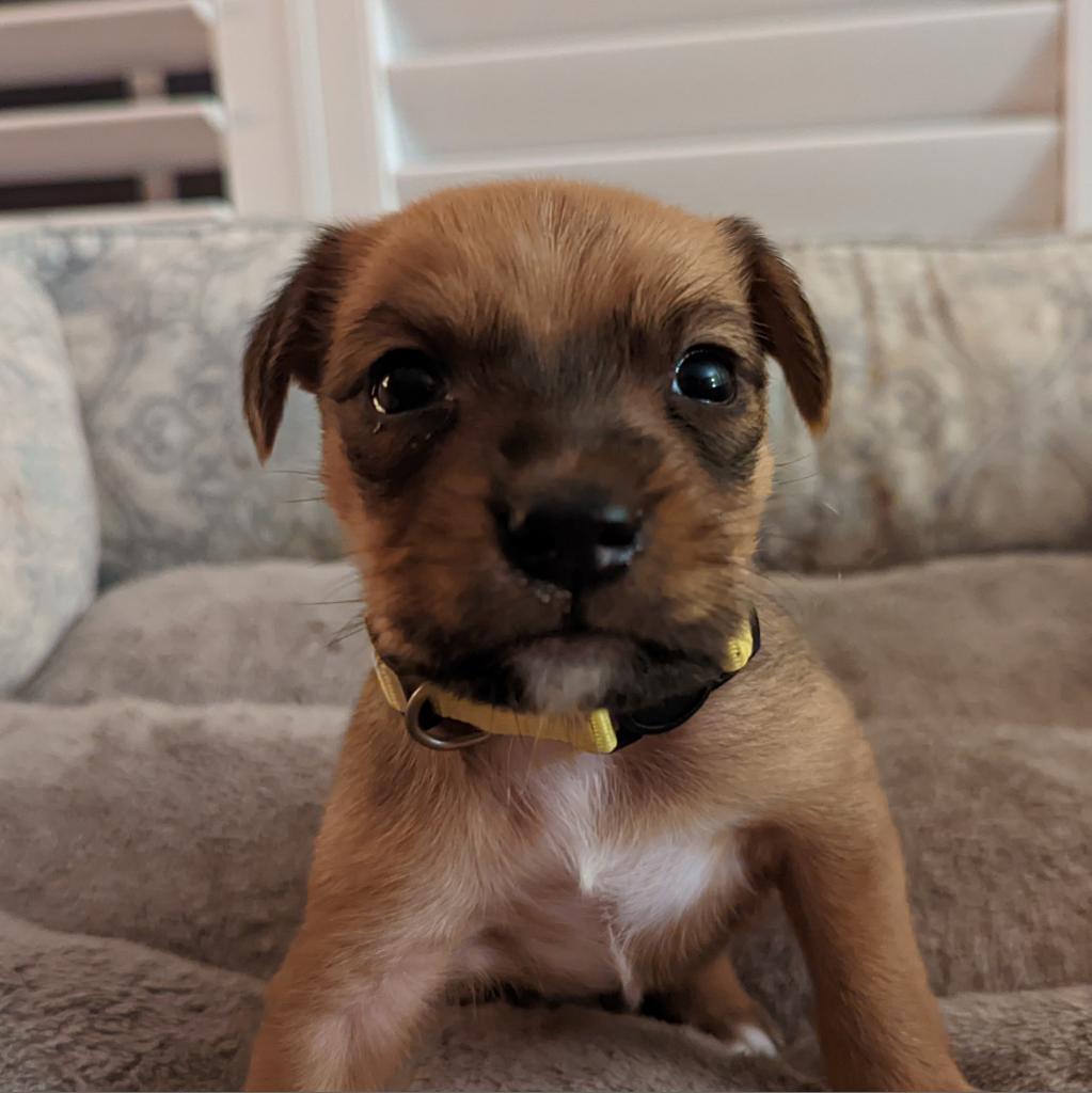 Enlarge Lokie, a Adoptable mixed breed in Lake Panasoffkee, FL image 2/6