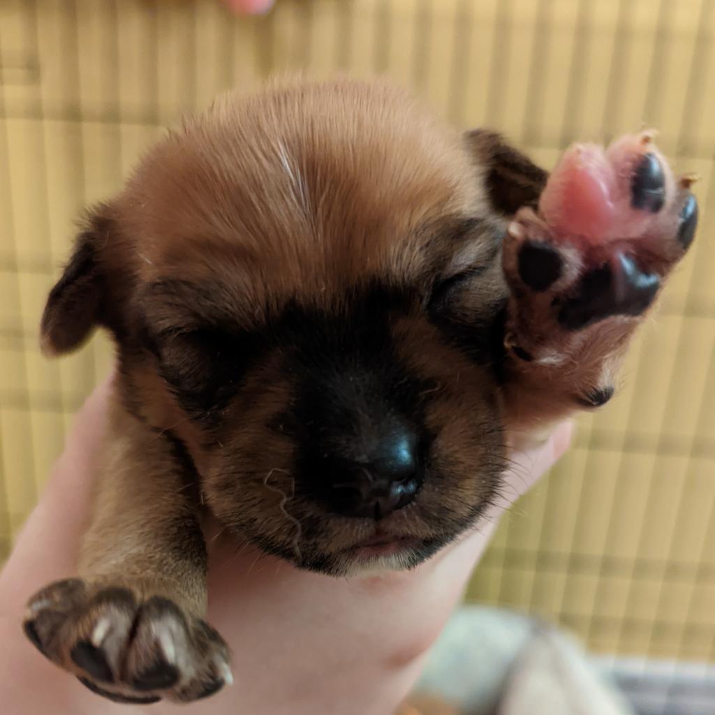 Enlarge Lokie, a Adoptable mixed breed in Lake Panasoffkee, FL image 3/6