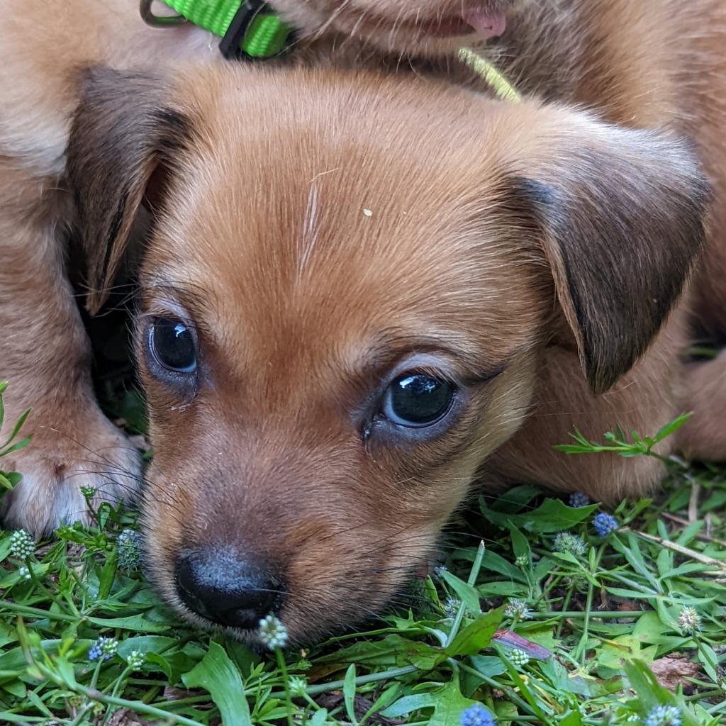Enlarge Lokie, a Adoptable mixed breed in Lake Panasoffkee, FL image 4/6