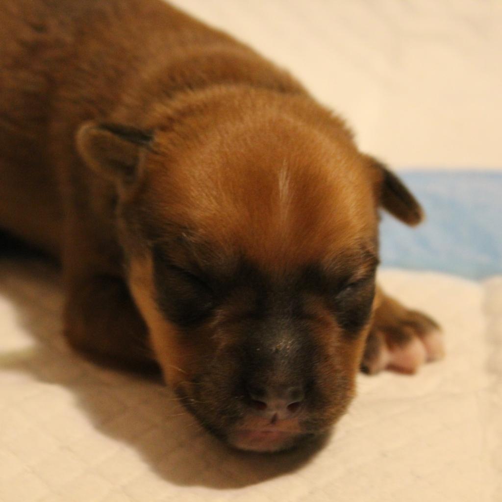 Enlarge Lokie, a Adoptable mixed breed in Lake Panasoffkee, FL image 6/6