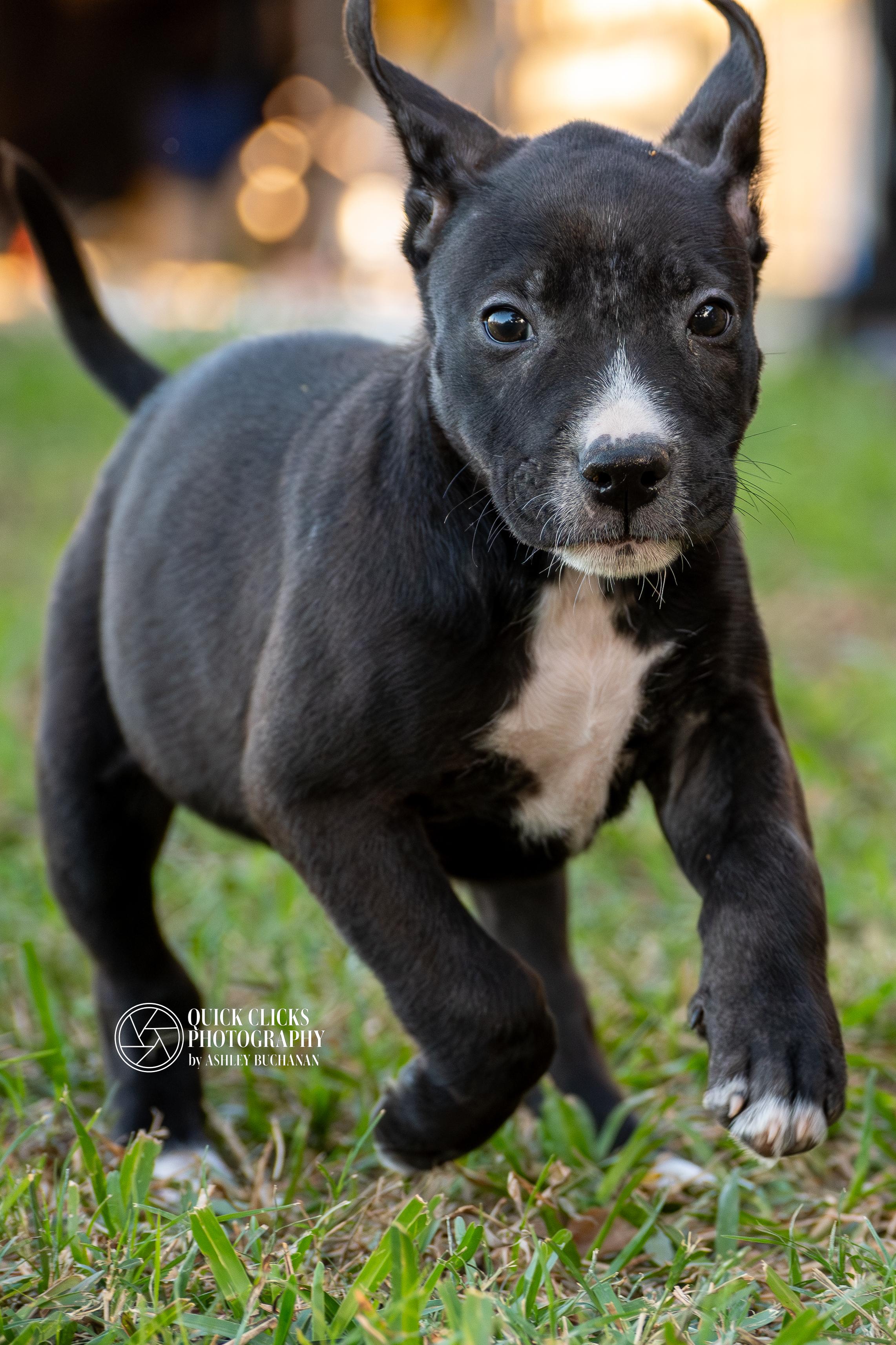 Enlarge Diamond - Transport Available, a Adoptable mixed breed in North Bergen, NJ image 2/4