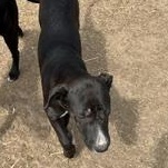Enlarge Diamond - Transport Available, a Adoptable mixed breed in North Bergen, NJ image 4/4