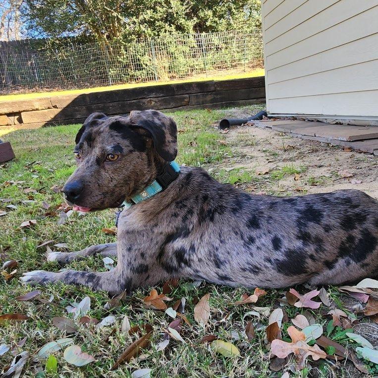 Lisa, Adoptable, Young Female Mixed Breed.