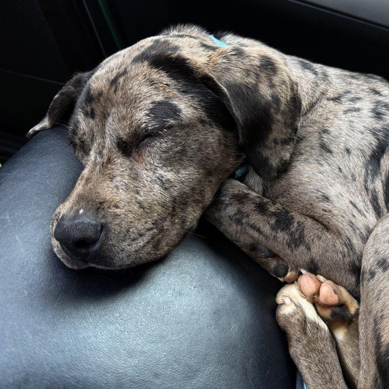 Lisa, a Adoptable Mixed Breed in Bentonville, AR image 2/5