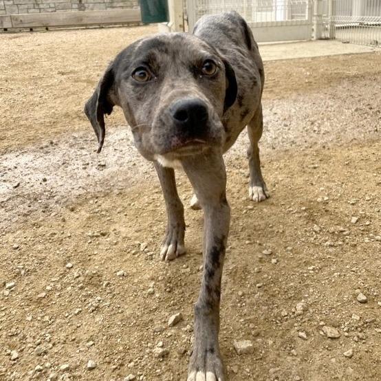 Enlarge Lisa, a Adoptable Mixed Breed in Bentonville, AR image 1/1