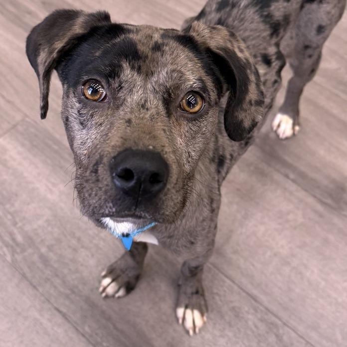 Lisa, a Adoptable Mixed Breed in Bentonville, AR image 3/5