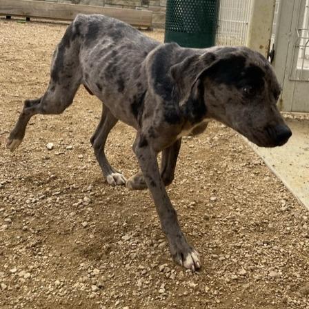 Lisa, a Adoptable Mixed Breed in Bentonville, AR image 4/5