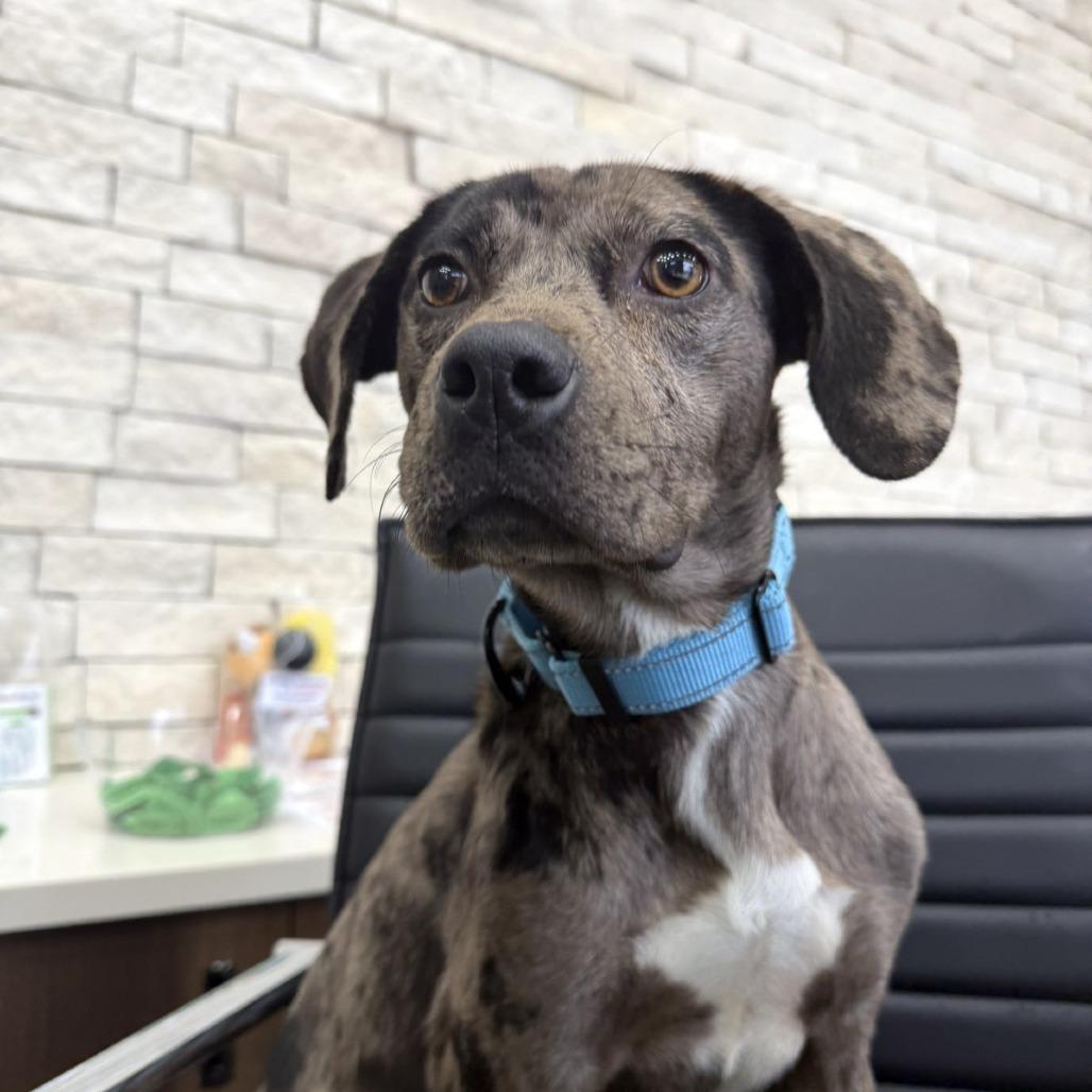 Lisa, a Adoptable Mixed Breed in Bentonville, AR image 5/5