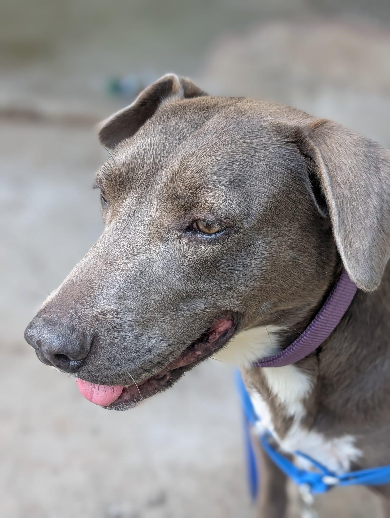 Star, Adoptable, Adult Female Blue Lacy.