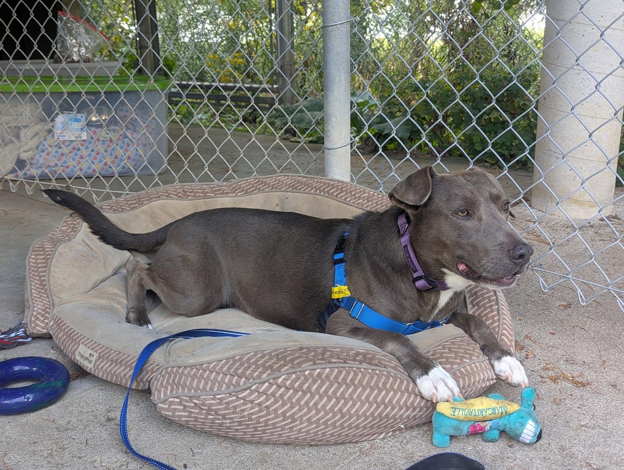 Star, a Adoptable mixed breed in Woodstock, ON image 5/6