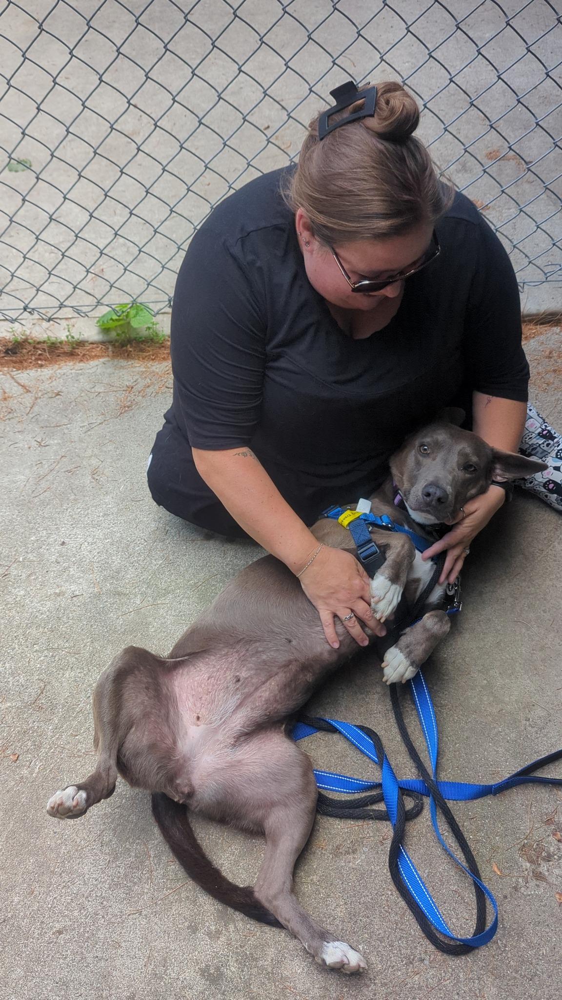 Star, a Adoptable mixed breed in Woodstock, ON image 6/6