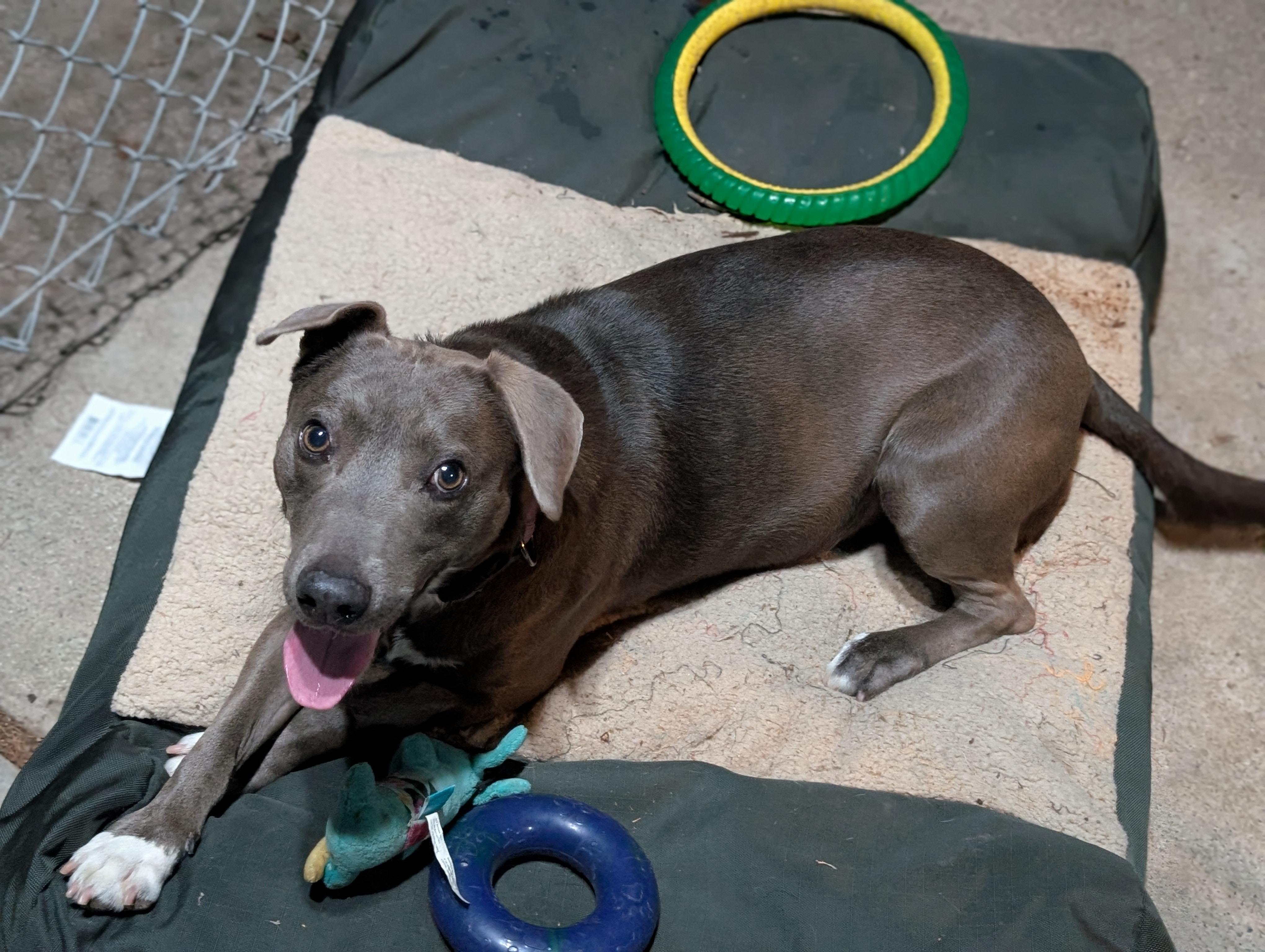 Star, a Adoptable mixed breed in Woodstock, ON image 1/6