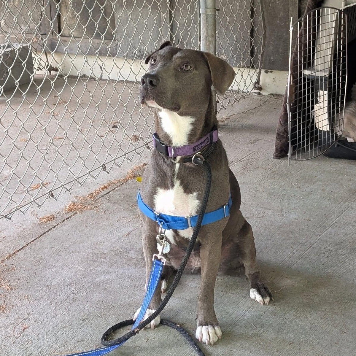 Star, a Adoptable mixed breed in Woodstock, ON image 3/6