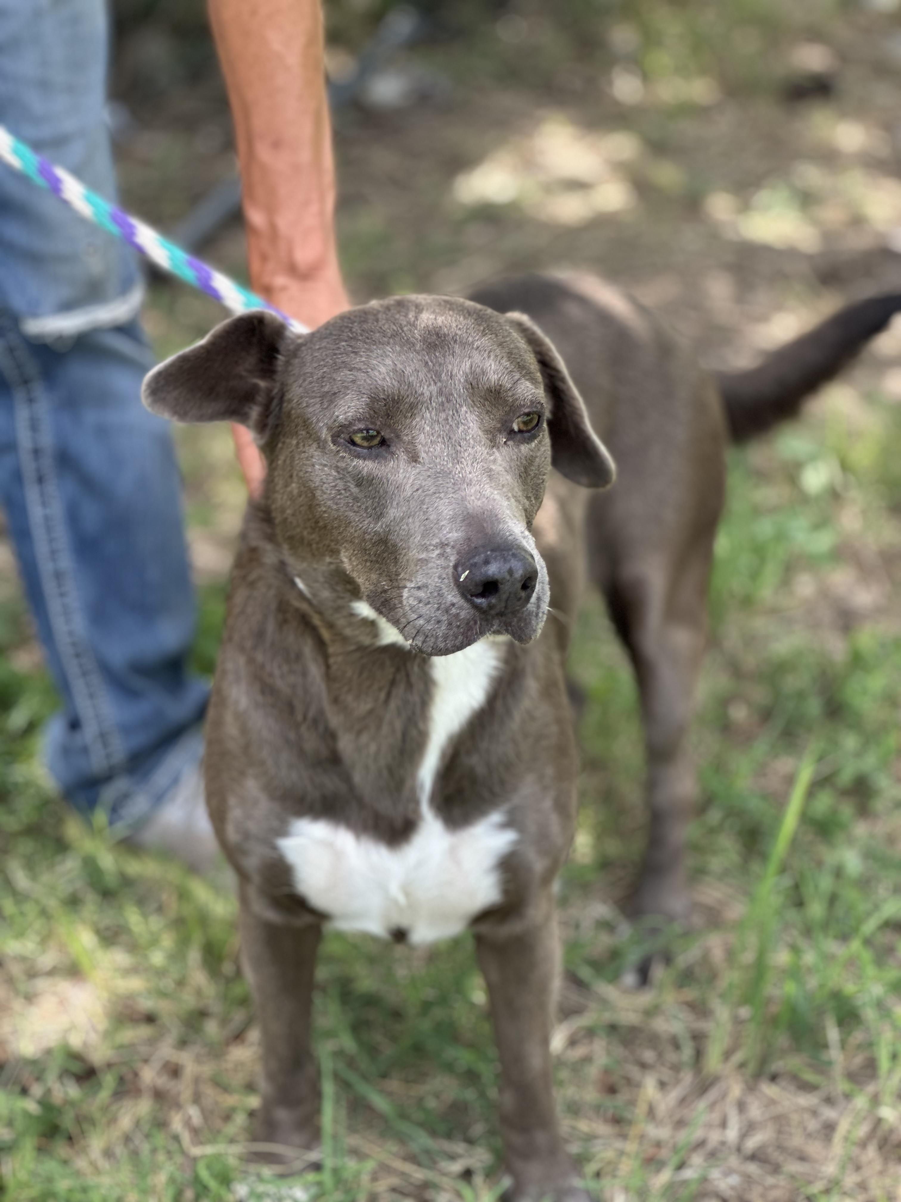 Star, a Adoptable mixed breed in Woodstock, ON image 4/6