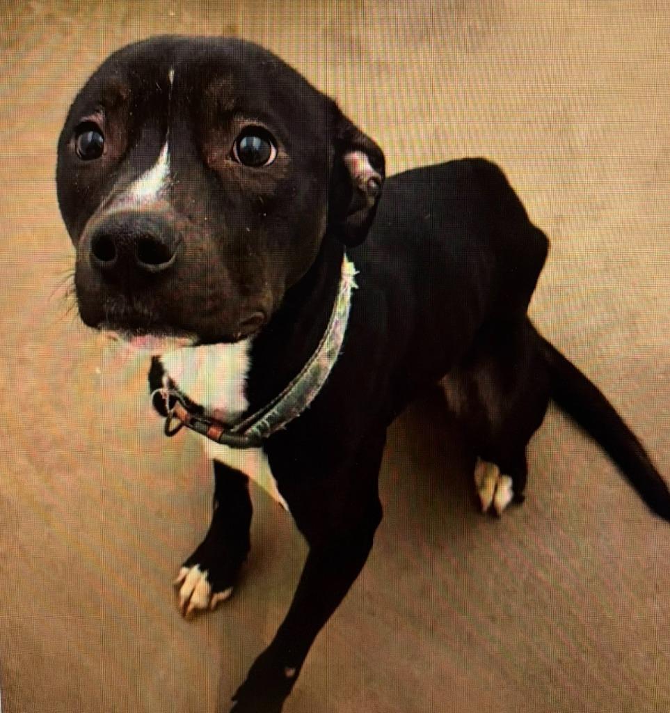 Bruce, Adoptable, Young Male Terrier.