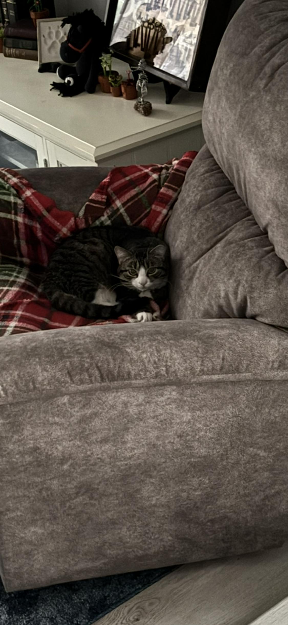 Jacque, a ADOPTABLE Domestic Short Hair in Sussex, NJ image 2/3