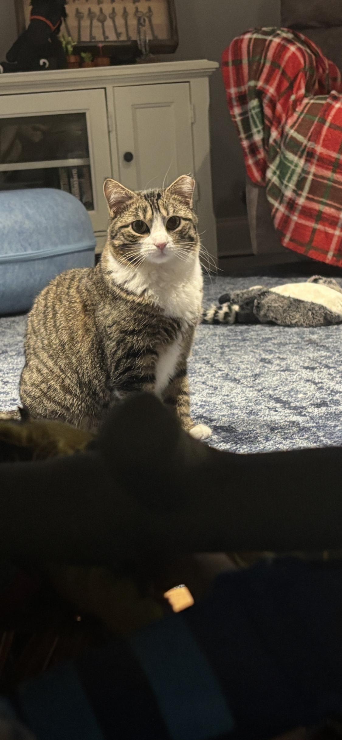 Jacque, a ADOPTABLE Domestic Short Hair in Sussex, NJ image 3/3