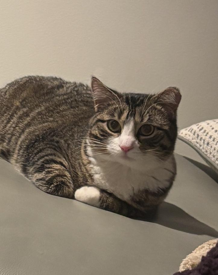 Jacque, a ADOPTABLE Domestic Short Hair in Sussex, NJ image 1/3