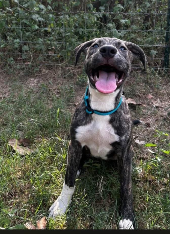 Enlarge Lainey, a Adopted mixed breed in Georgetown, TX image 2/3