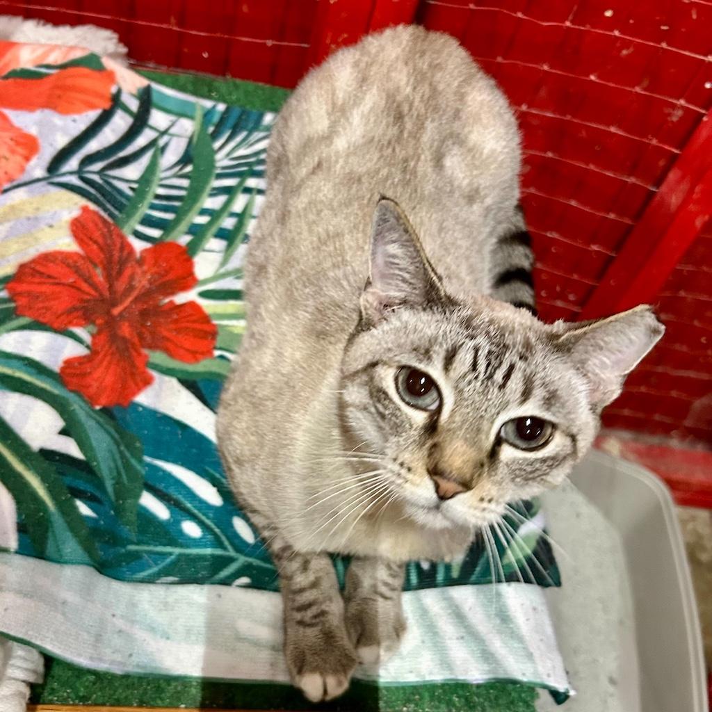 Enlarge Skylar, a Adoptable Domestic Short Hair in Centerville, GA image 1/1