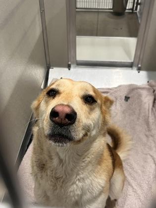 Shasta, Adoptable, Adult Female Shepherd & Mixed Breed.