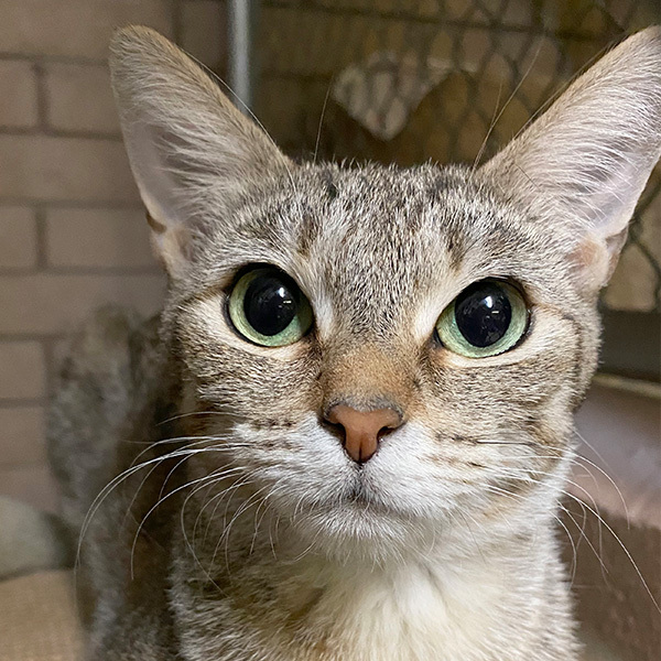 Enlarge April, a Adoptable mixed breed in Phoenix, AZ image 2/6