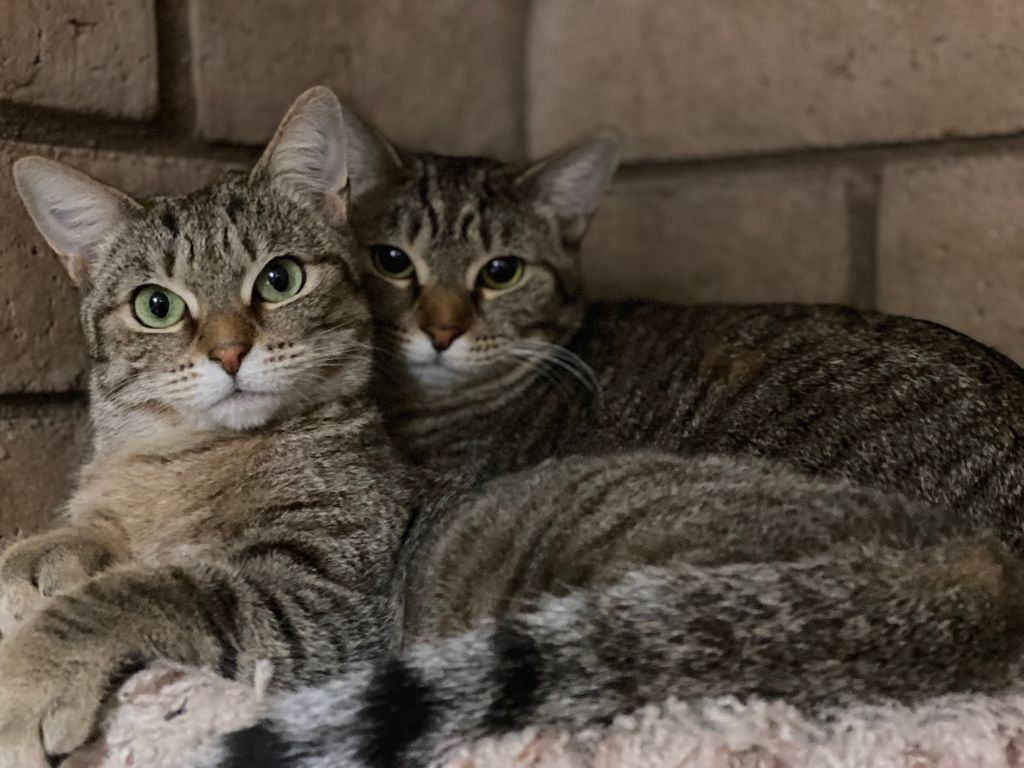 Enlarge April, a Adoptable mixed breed in Phoenix, AZ image 3/6