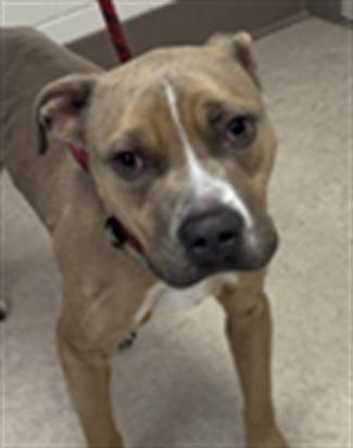 Enlarge PANCHO, a Adoptable Pit Bull Terrier in Saginaw, MI image 1/1