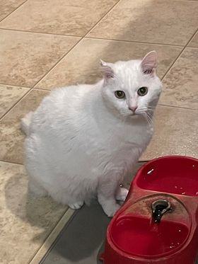 Kitty - declawed, an adoptable Domestic Short Hair in Stuart, VA_image-1