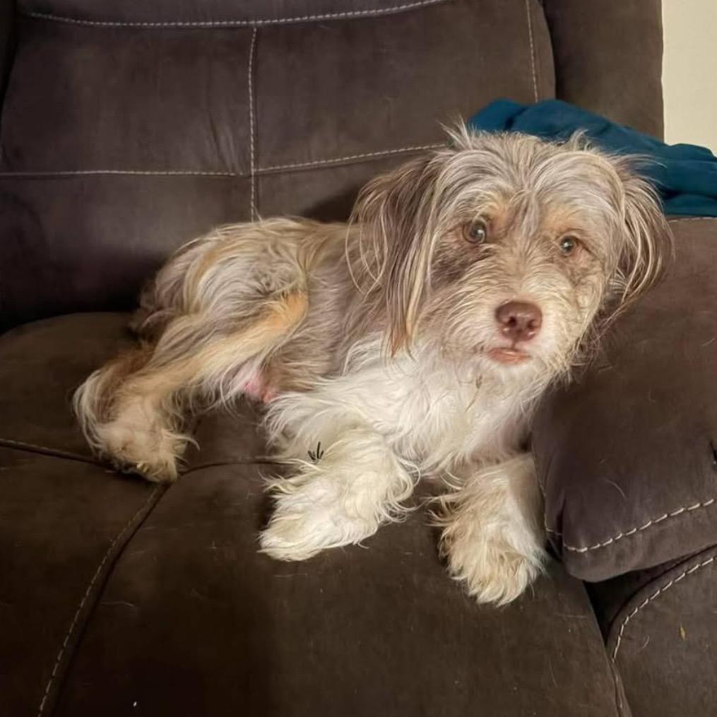 Buttercup, Adoptable, Adult Female Terrier & Mixed Breed.