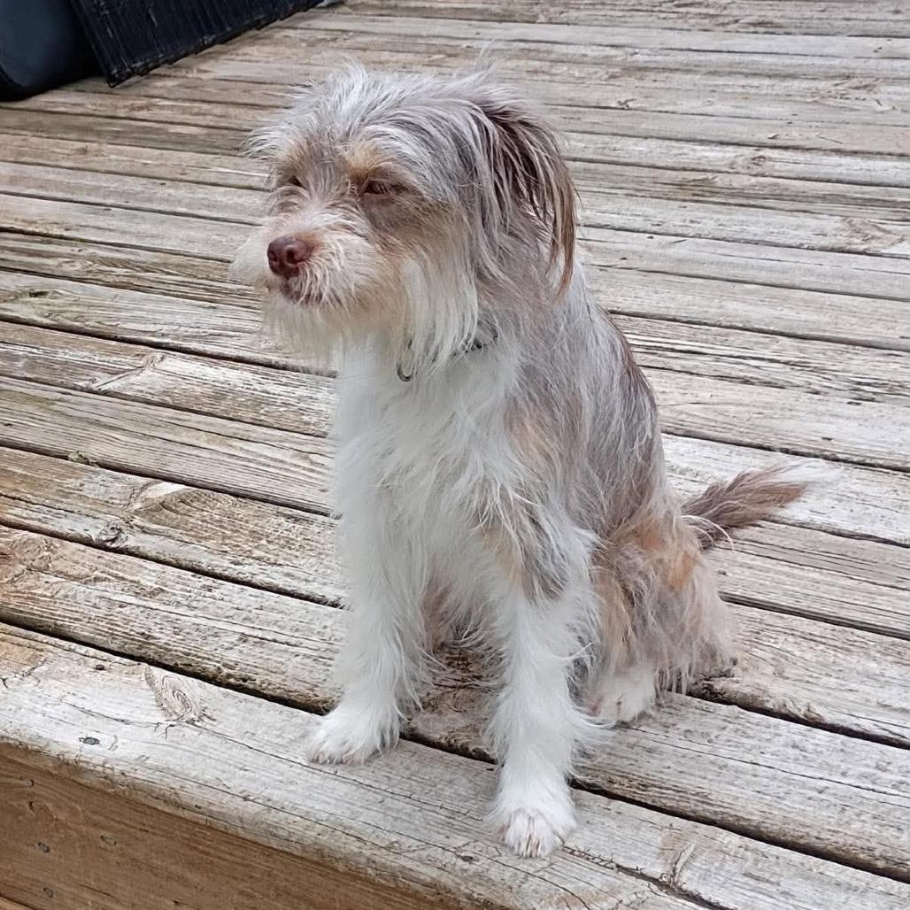 Enlarge Buttercup, a Adoptable mixed breed in Joliet, IL image 3/5