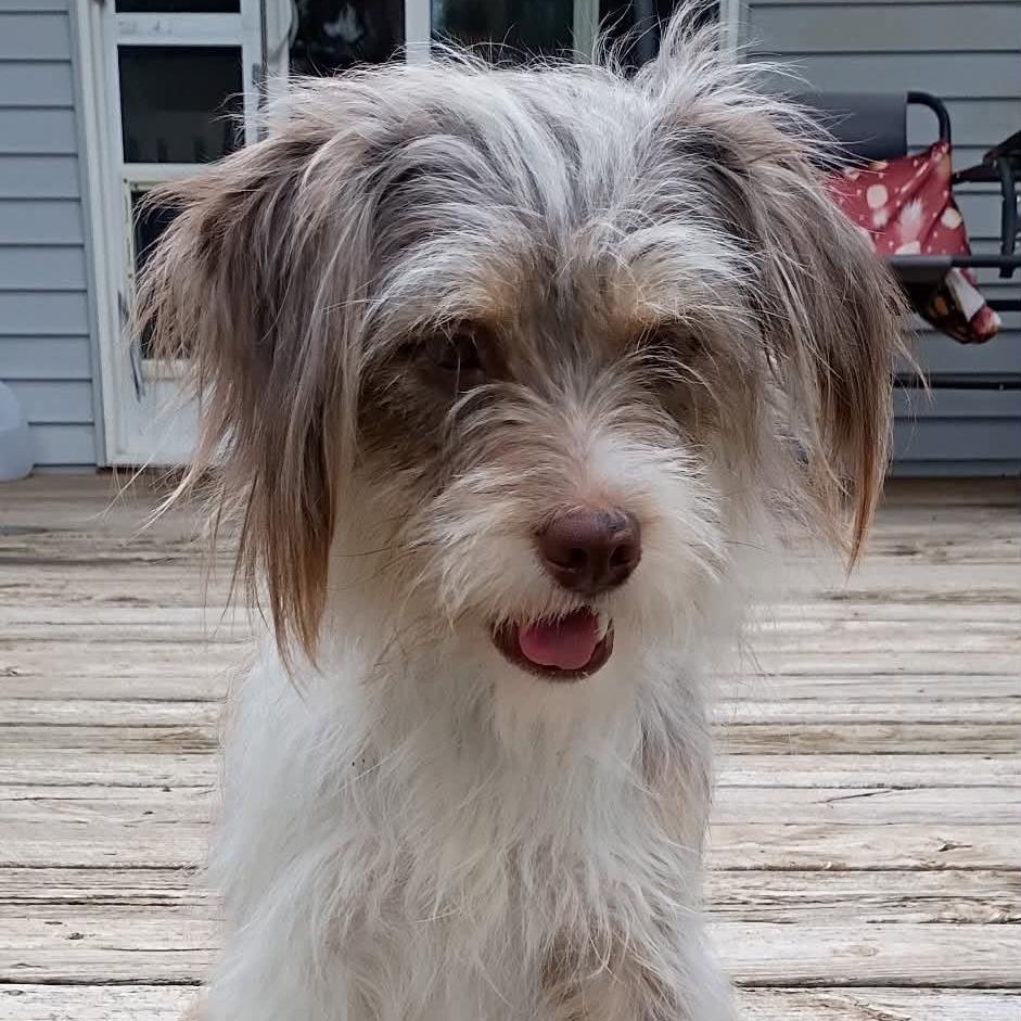 Enlarge Buttercup, a Adoptable mixed breed in Joliet, IL image 4/5