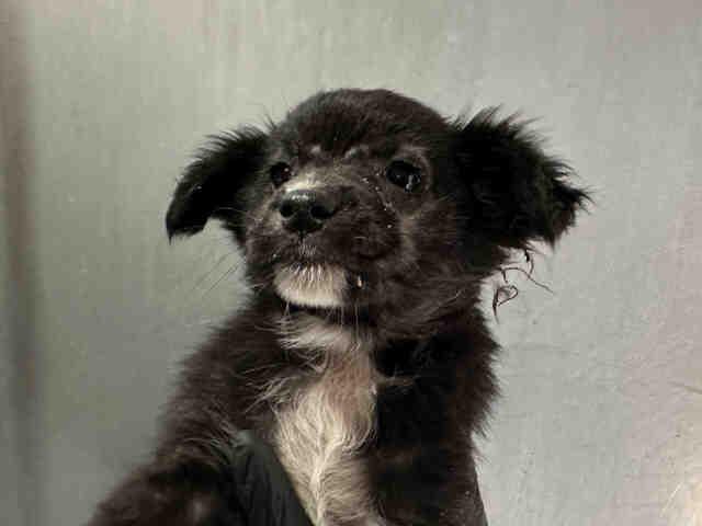 Enlarge POLLY, a Adoptable mixed breed in Bonita, CA image 1/1